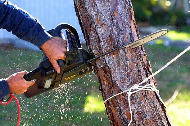 How Our Tree Care Process Works  in  Fultondale, AL